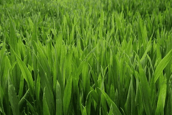 冬小麦无公害种植的环境条件有哪些(冬小麦的种植要求)